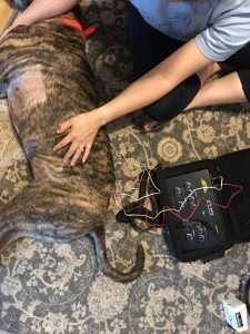 Pet checkup