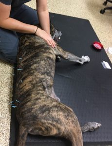 pet injuction