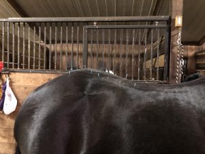 right hindlimb lameness