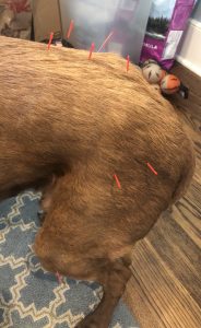 hind end weakness