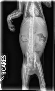 Post Surgical Hind Limb