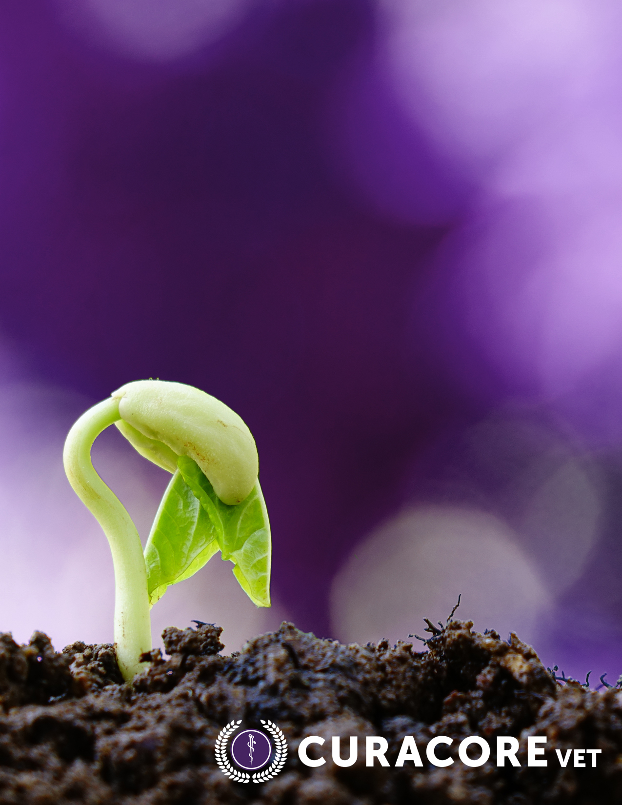 Botanical_Day _Thumbnail_2019_v01