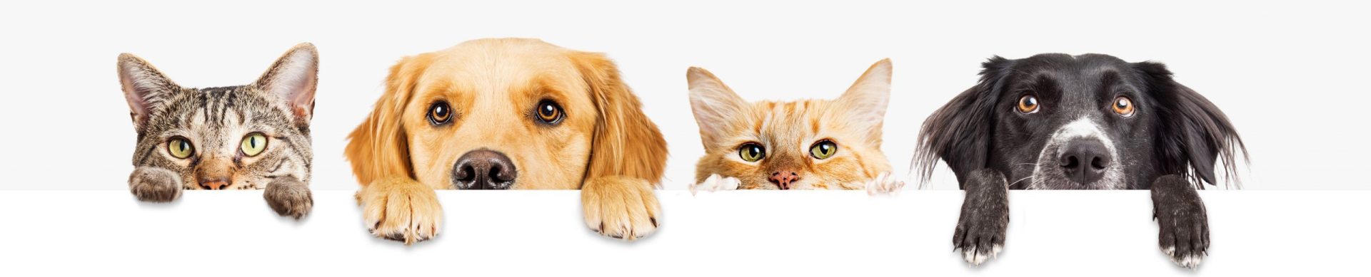 shutterstock 1034939470