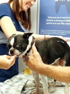 Intermittent Fecal Incontinence