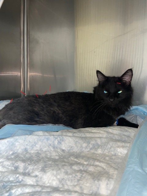 From Near Death to Improving with Each Visit – A Positive Outcome for a Geriatric Cat after Hypoglycemic Shock