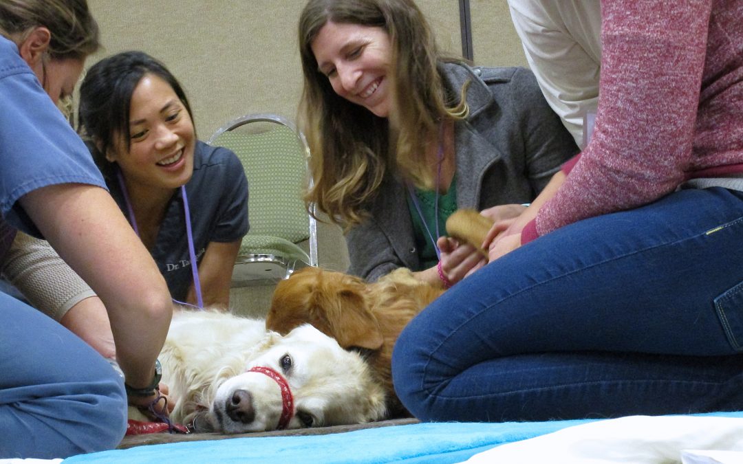 The VetMed Revolution™