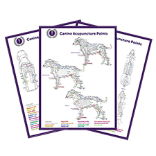 Canine Set of 3